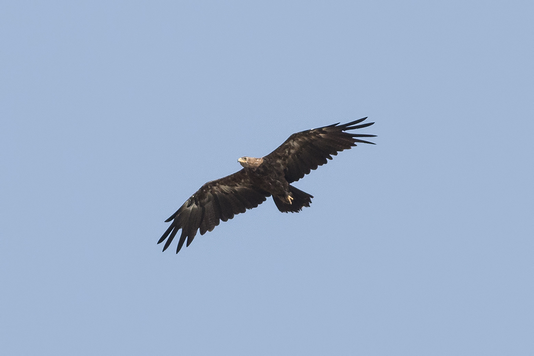 Lesser Spotted Eagle