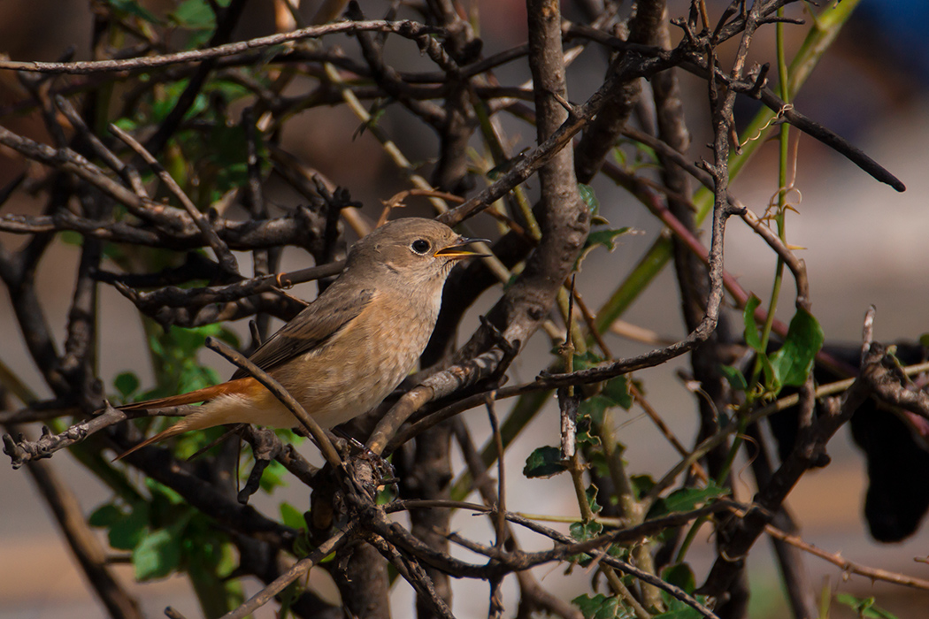 Common Redstart