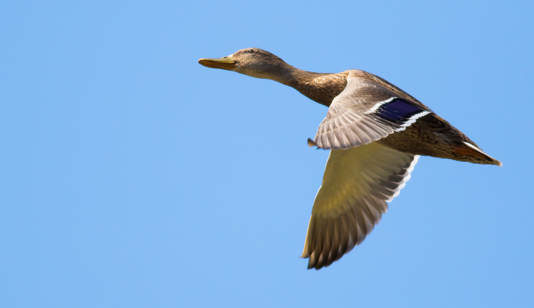 Mallard