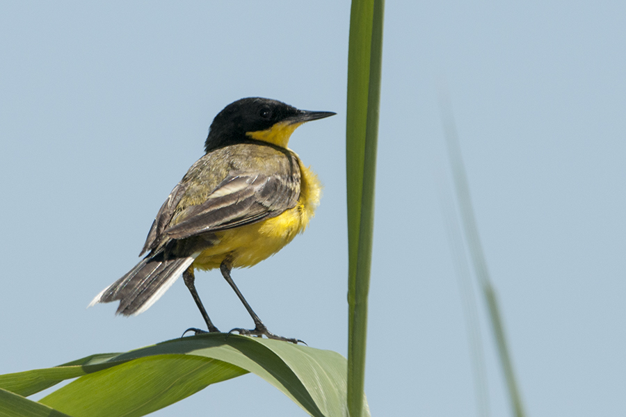 Western Yellow Wagtail