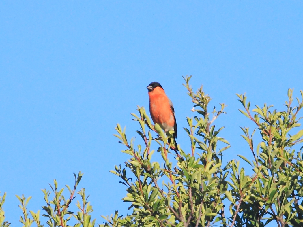 Eurasian Bullfinch
