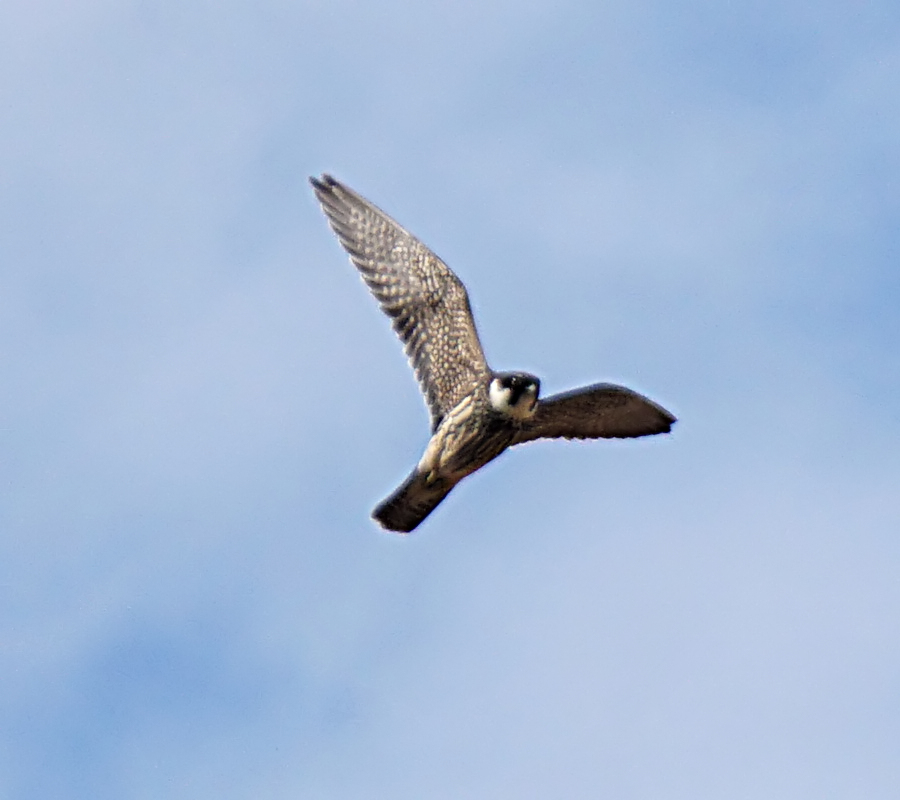 Eurasian Hobby
