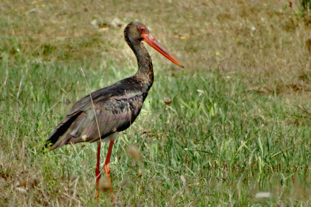 Black Stork