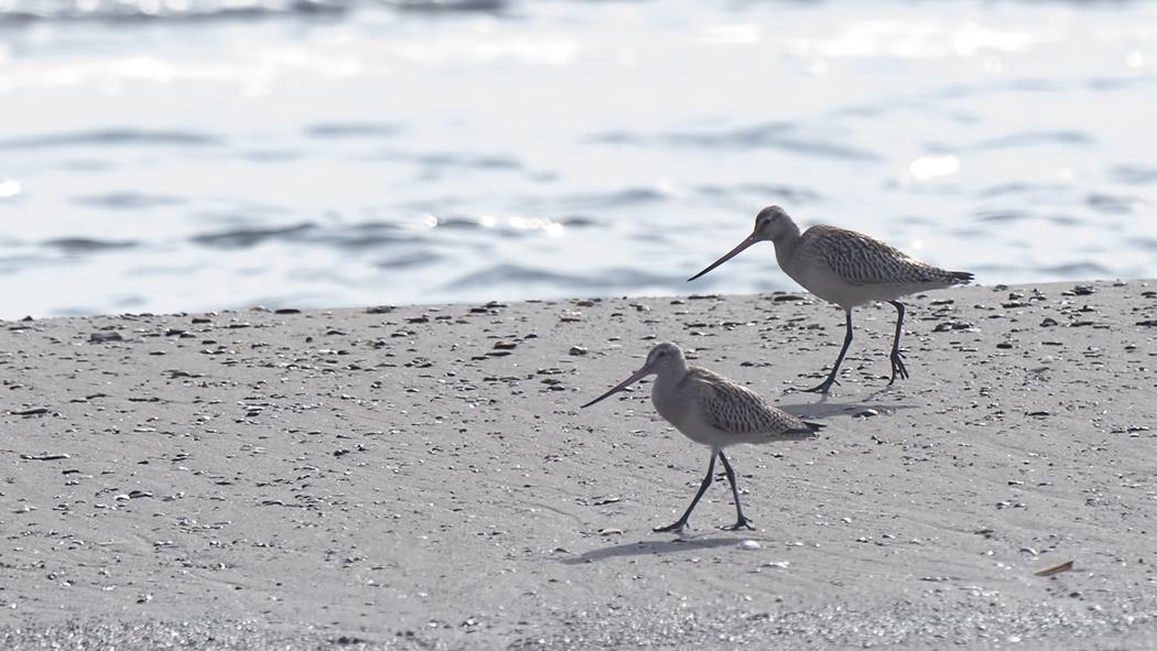 Bar-tailed Godwit