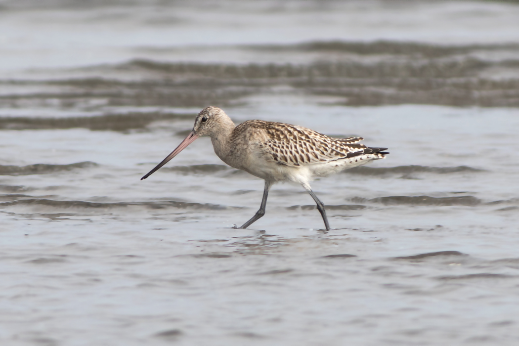 Bar-tailed Godwit