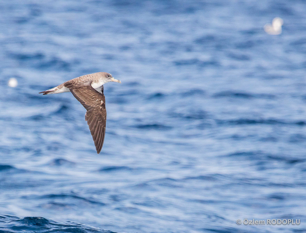 Scopoli`s Shearwater