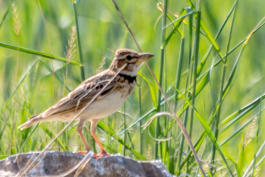 Bimaculated Lark