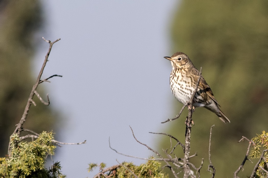 Song Thrush