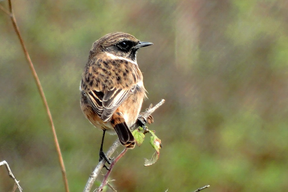 European Stonechat