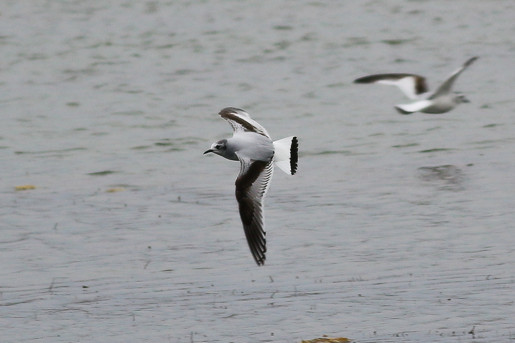 Little Gull