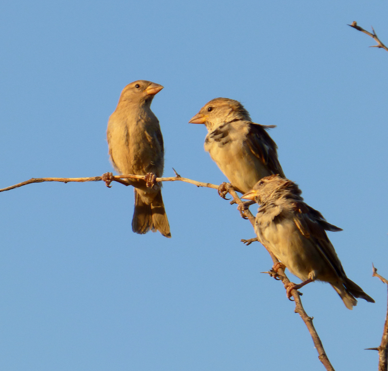 House Sparrow