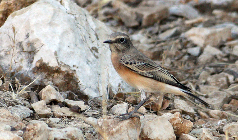 Black-eared Wheatear