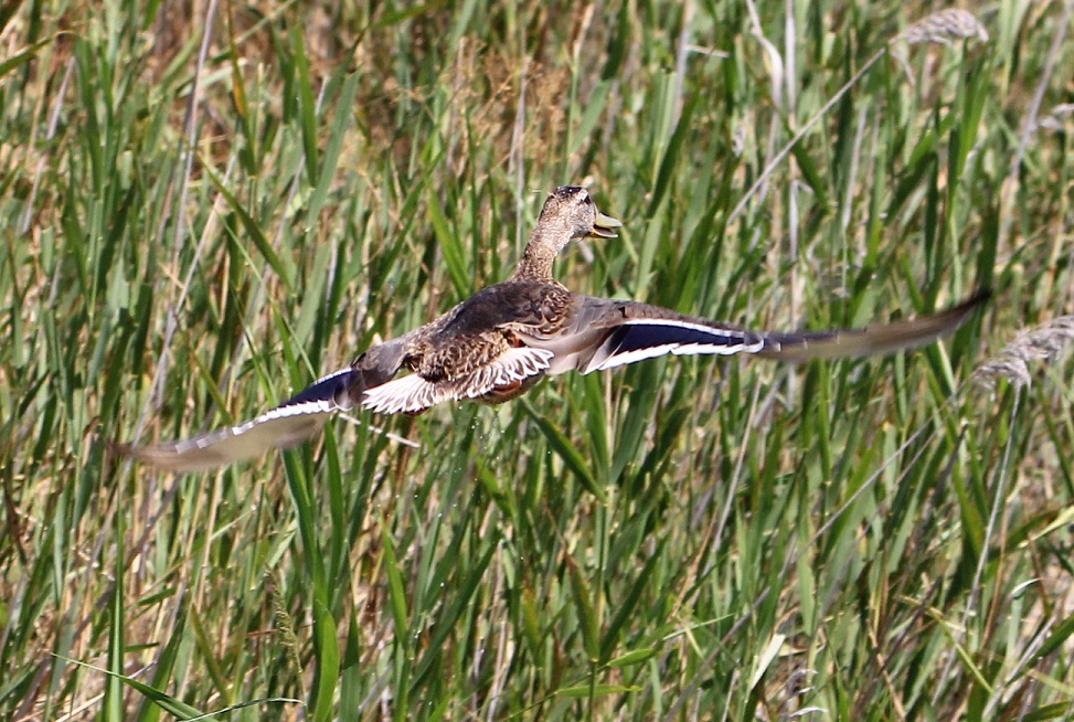 Mallard