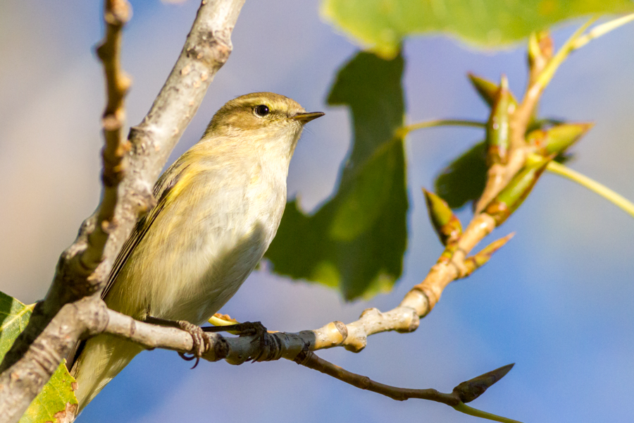 Willow Warbler