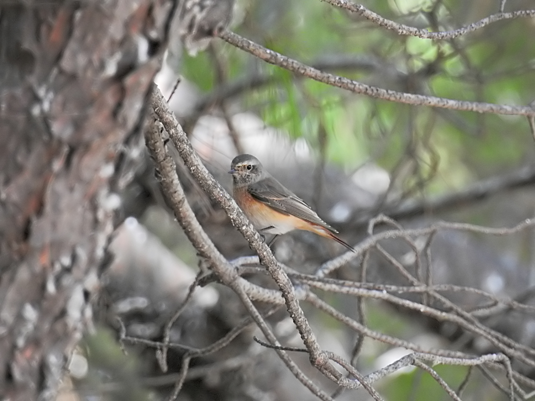 Common Redstart