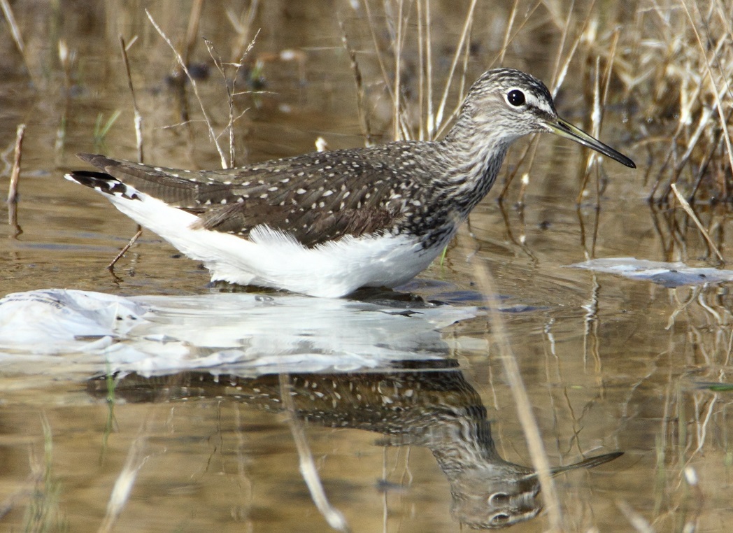 Yeşil Düdükçün