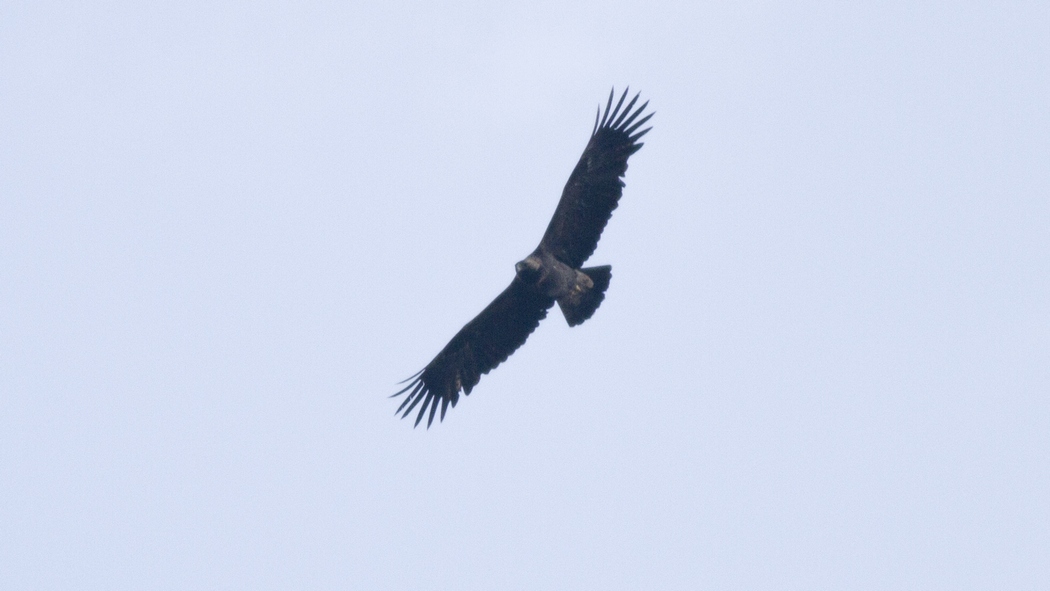 Eastern Imperial Eagle