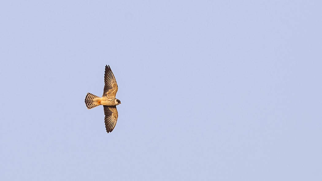 Ala Doğan