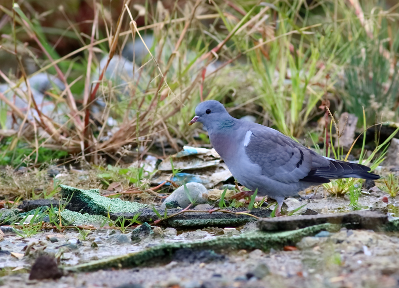 Stock Dove