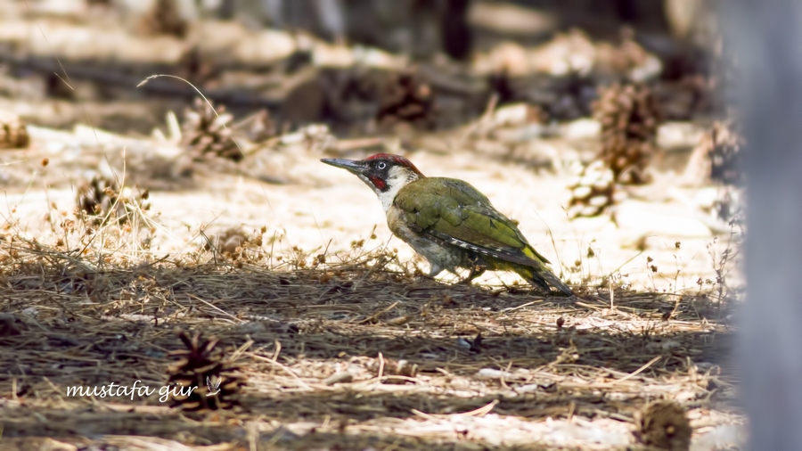 European Green Woodpecker
