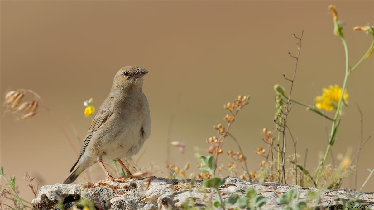 Pale Rockfinch