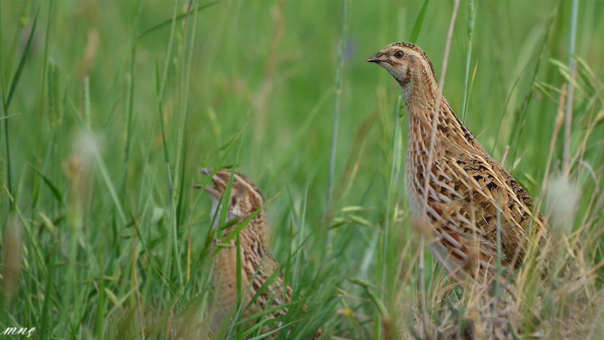 Common Quail