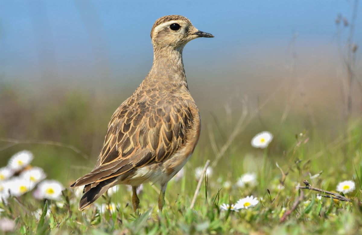 Eurasian Dotterel