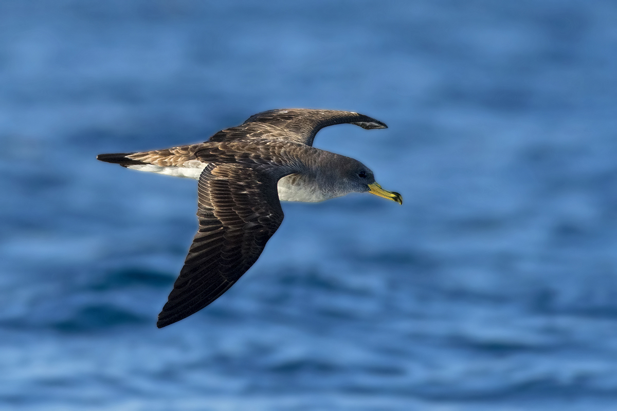 Scopoli`s Shearwater