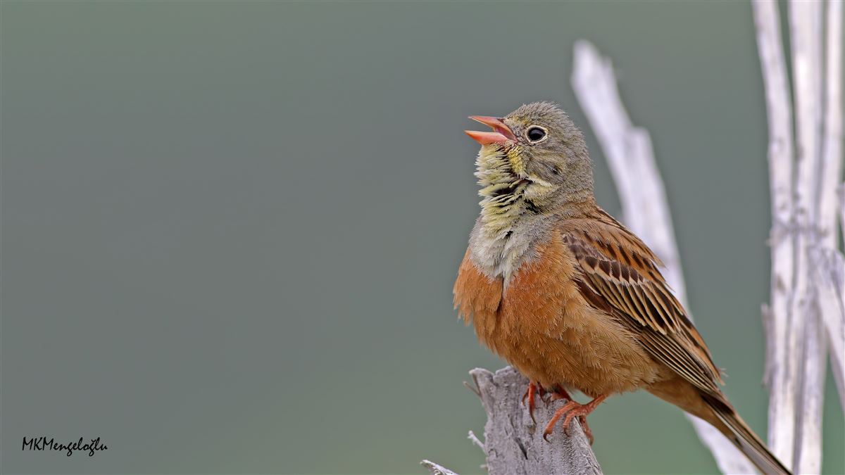 Ortolan Bunting
