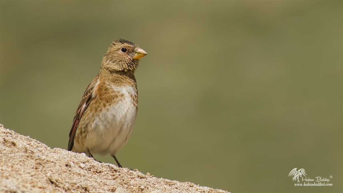 Crimson-winged Finch