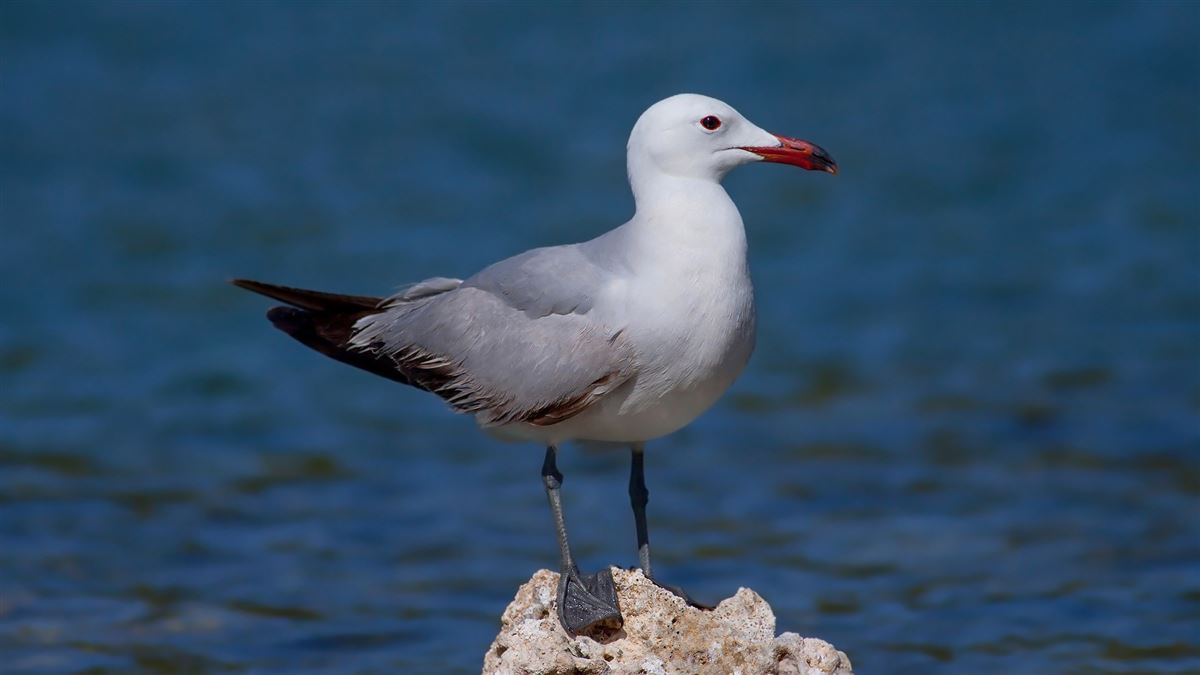 Audouin`s Gull
