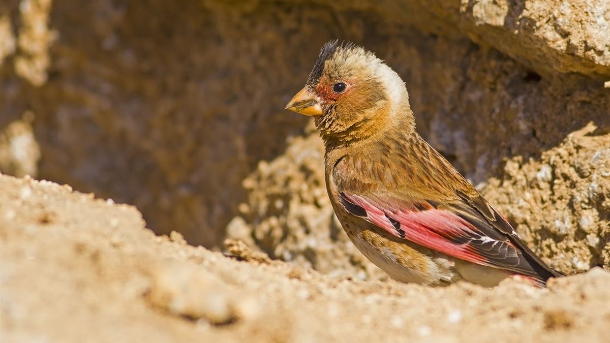 Crimson-winged Finch