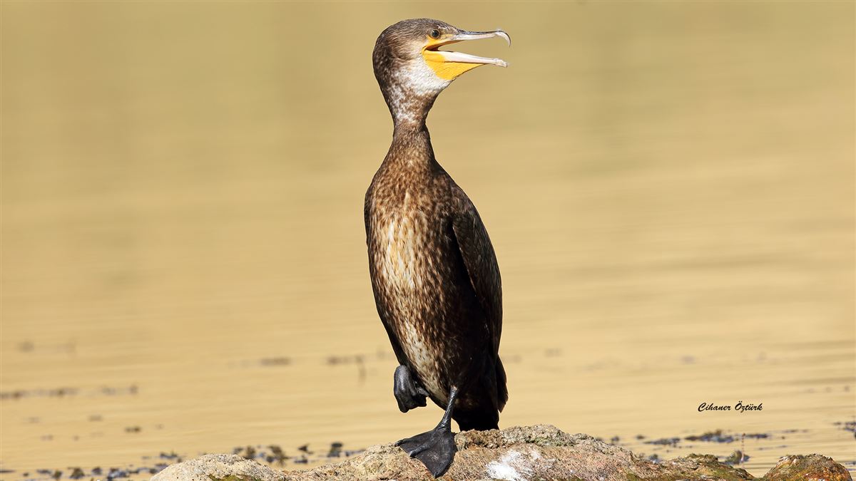 Great Cormorant
