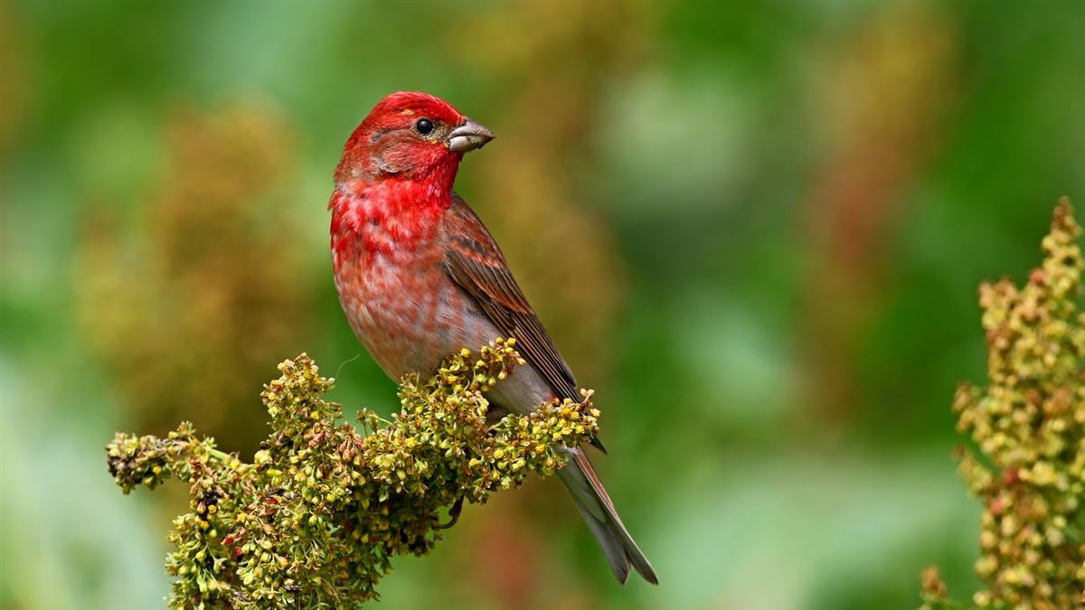 Common Rosefinch