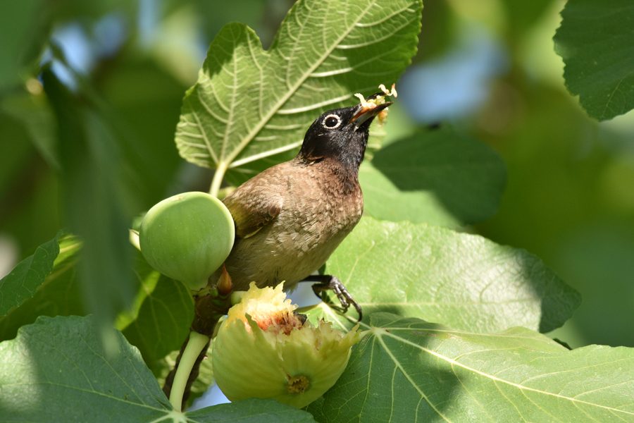 White-spectacled Bulbul