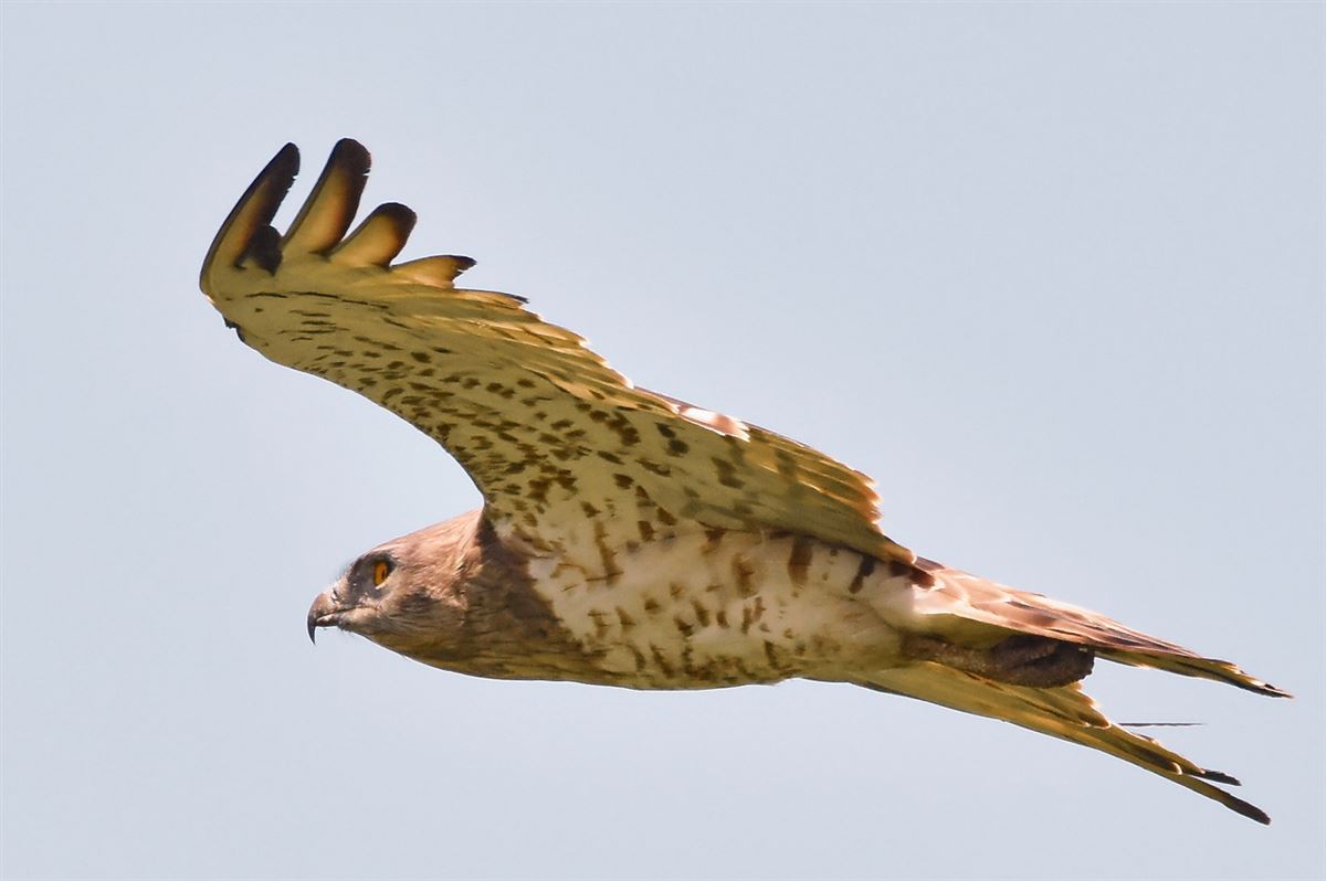 Short-toed Snake Eagle
