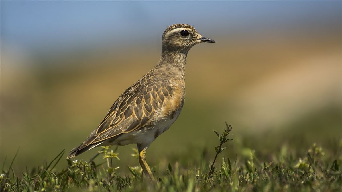 Eurasian Dotterel