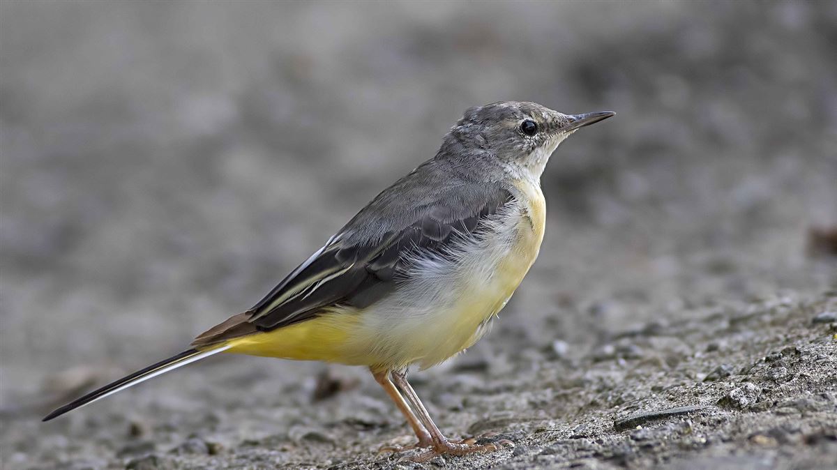 Grey Wagtail