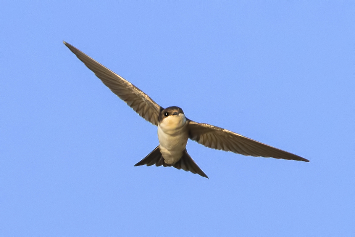 Sand Martin