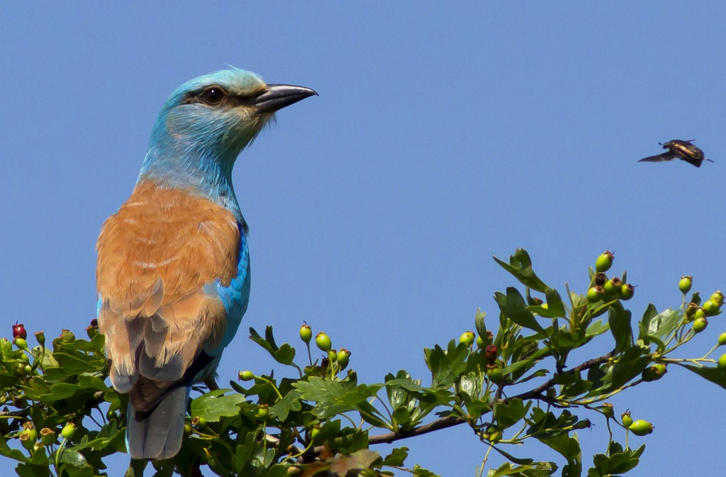 European Roller