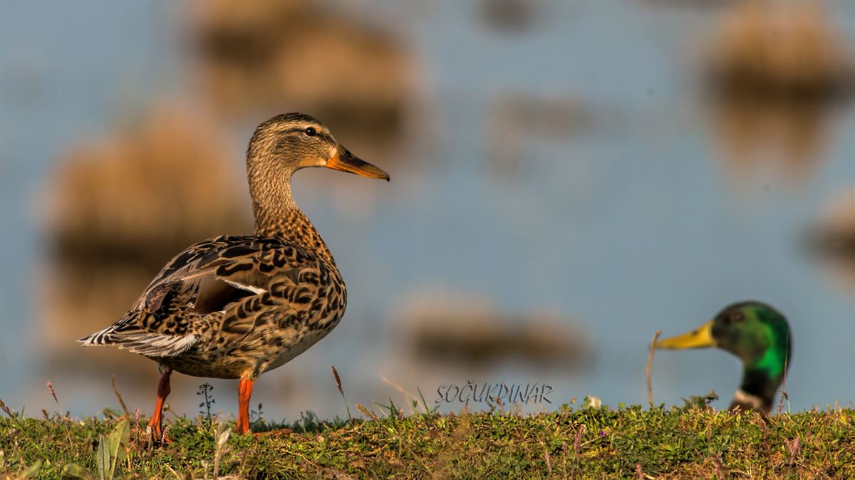 Mallard