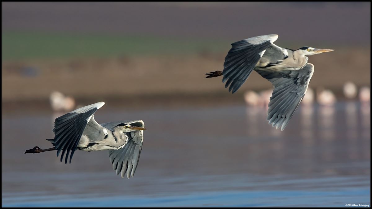 Grey Heron