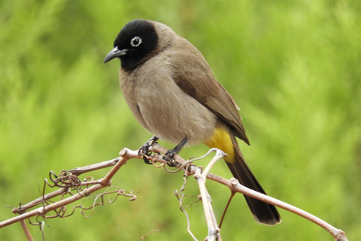 White-spectacled Bulbul