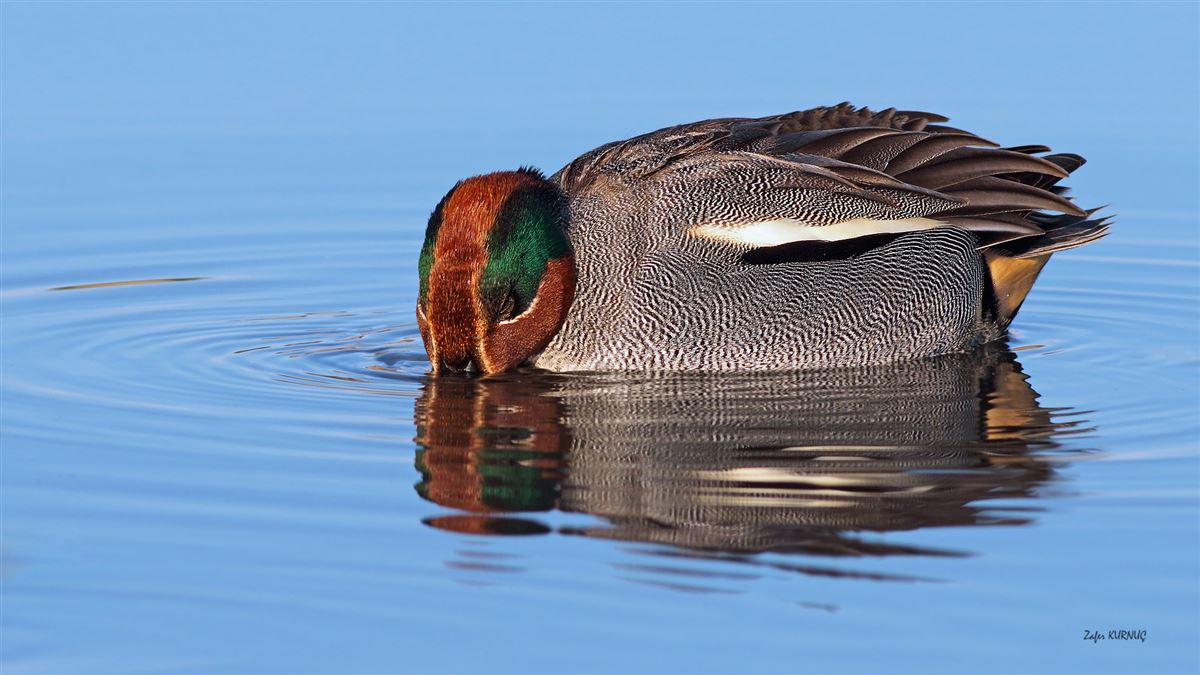 Eurasian Teal