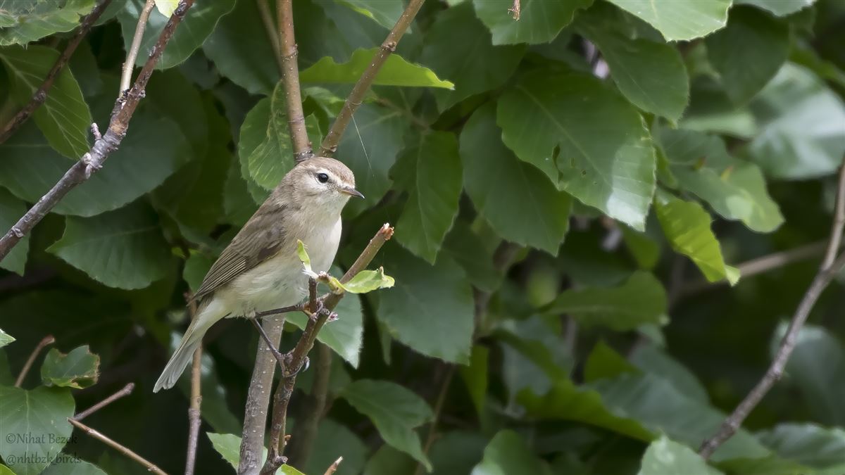 Mountain Chiffchaff