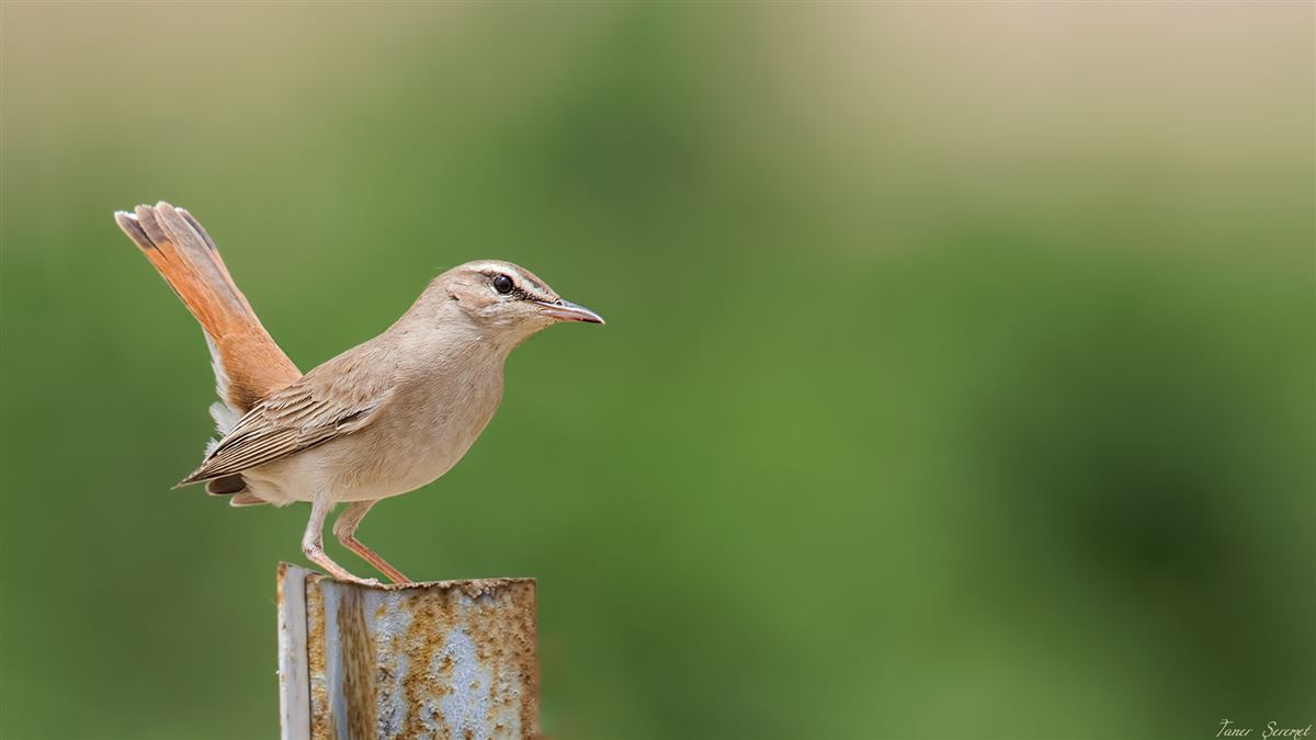 Rufous-tailed Scrub Robin