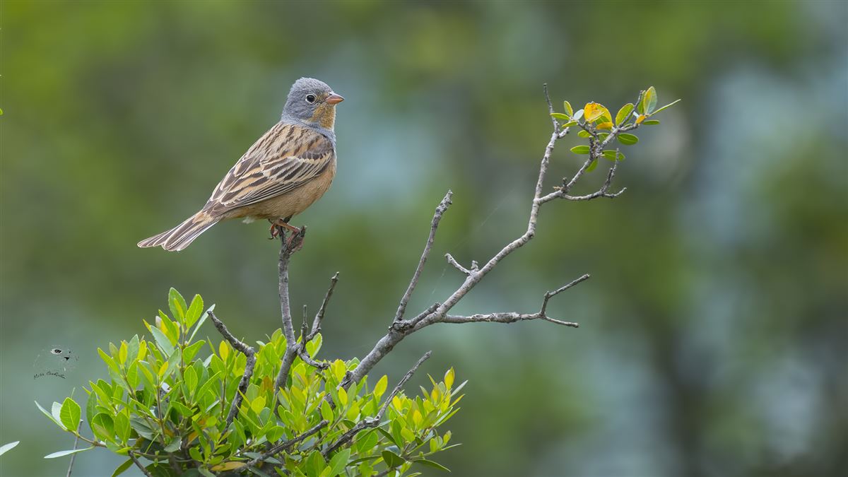 Cretzschmar`s Bunting