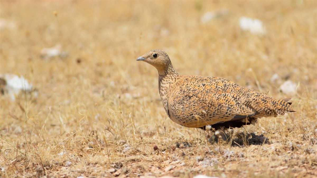 Black-bellied Sandgrouse