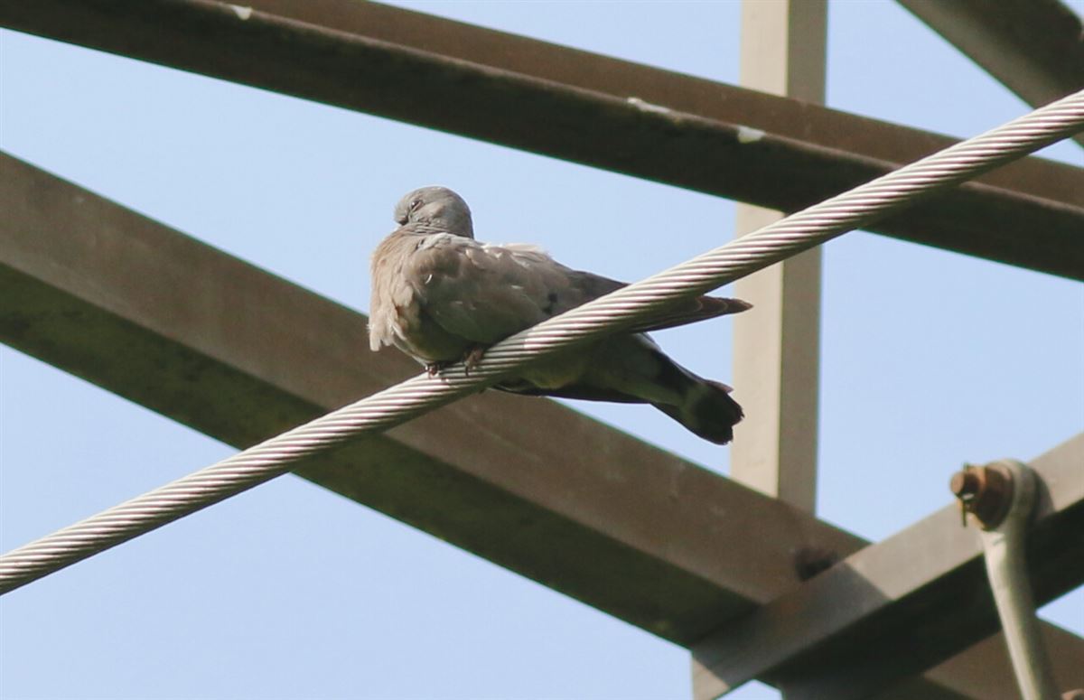 Stock Dove
