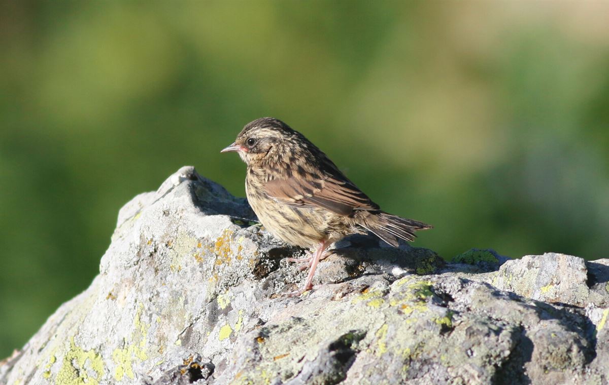 Radde`s Accentor